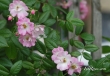 Apple Blossom
