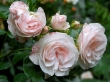 Aspirin Rose Tige