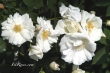 Opalia (Flower Carpet White)