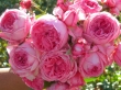 La Rose de Molinard clg