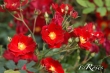 Vesuvia (Flower Carpet Red Velvet)