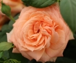 Lady Marmalade