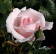 A Whiter Shade of Pale