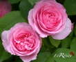 Gertrude Jekyll CLG