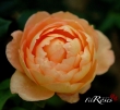 Lady Of Shalott