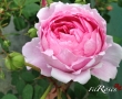 Alan Titchmarsh