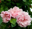 Albertine