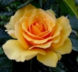 Amber Queen