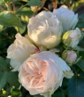 Comtesse Of Rosenborg