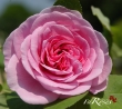 Gertrude Jekyll