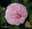 Rosemoor