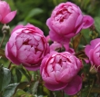 Royal Jubilee