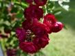Perennial Red Domino