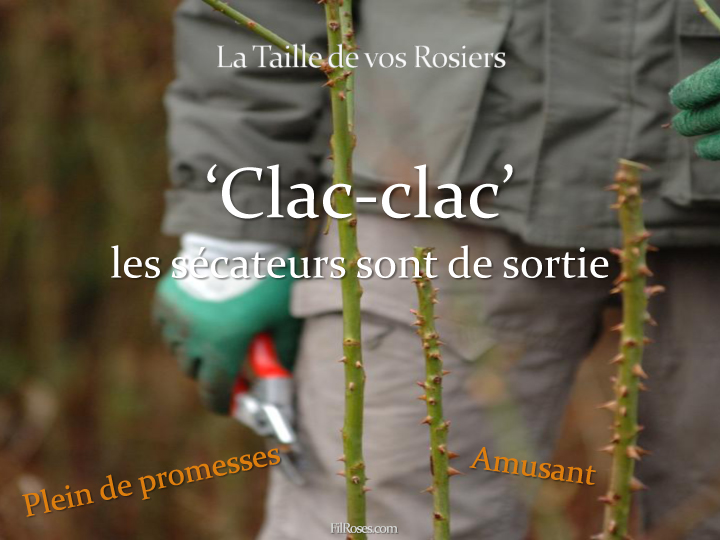 Taille Rosiers