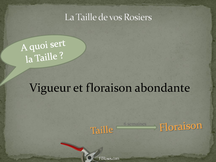 A quoi sert la Taille?