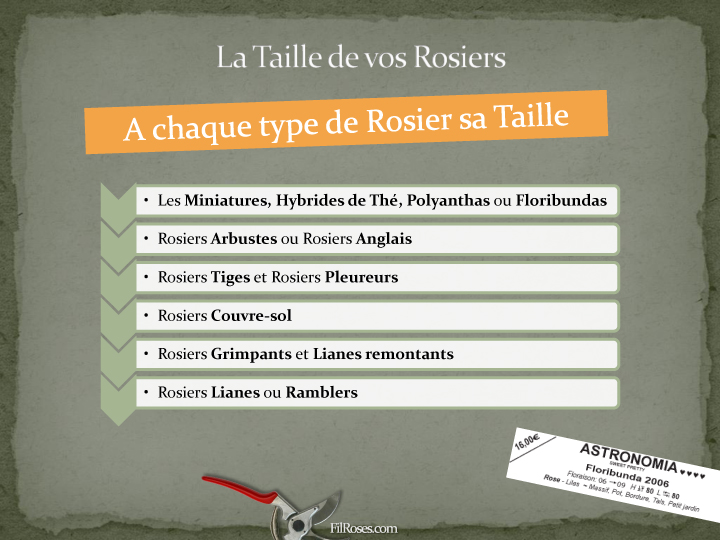 A chaque type de Rosier sa Taille