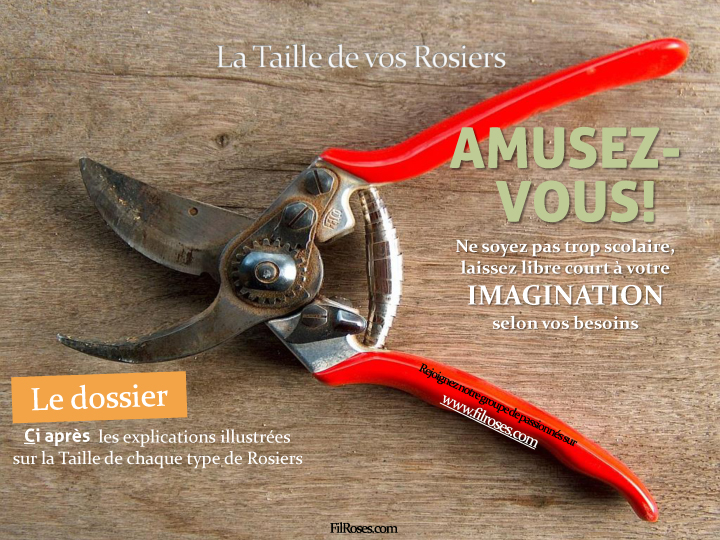Amusez-vous à tailler vos roses