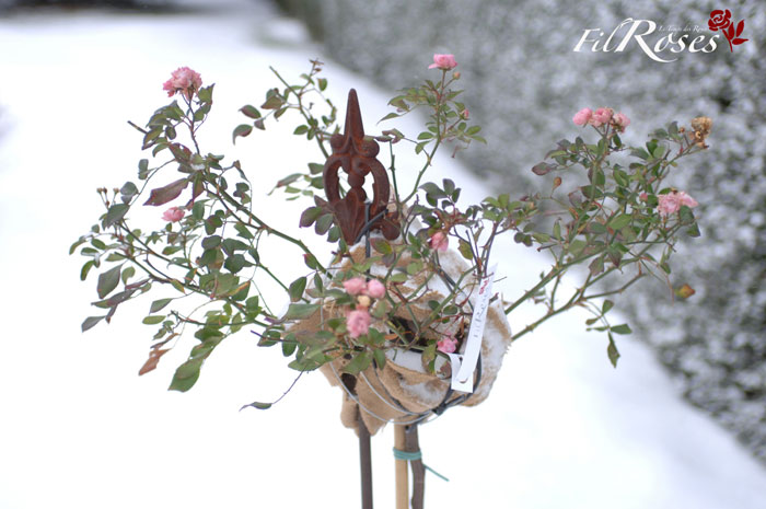 Rosiers Tiges / Hiver