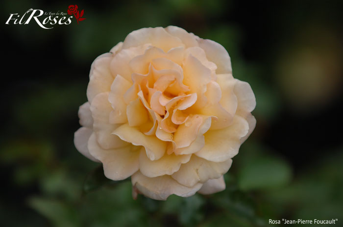 Rosa JEAN-PIERRE FOUCAULT