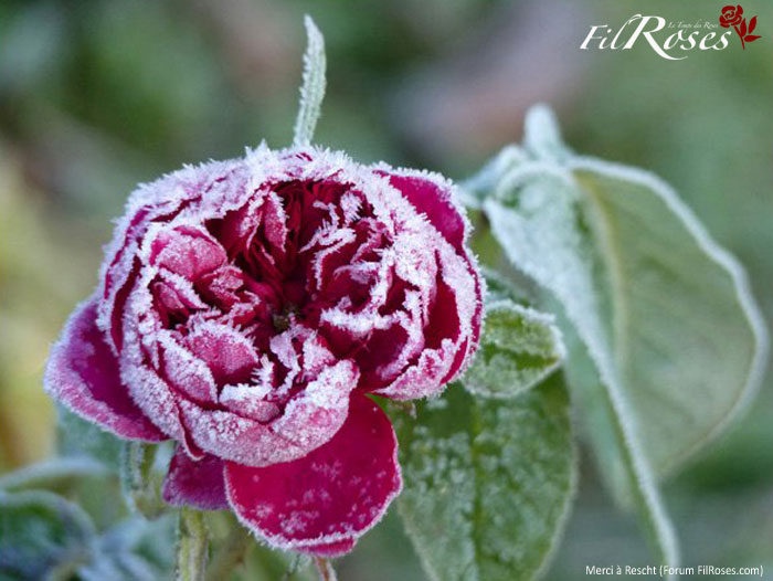 Rosier Hiver