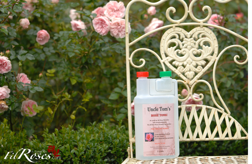 Uncle Tom's Rose Tonic