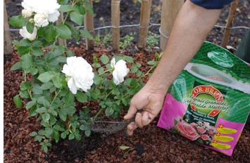 Or Brun Engrais Rosiers - Fil Roses