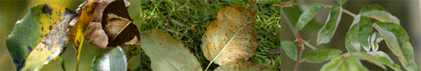 Ziektes: Marsonia, roset en meeldauw