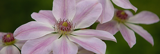 clematis-filroses