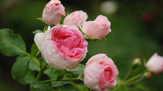 Rosiers-FilRoses