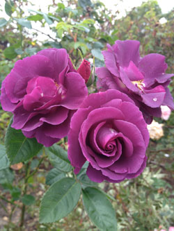 Rhapsody In Blue