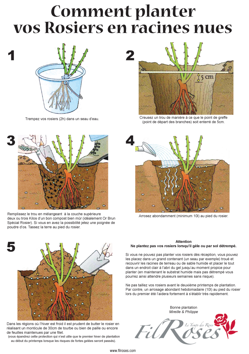 planter un rosier a la place d'un autre