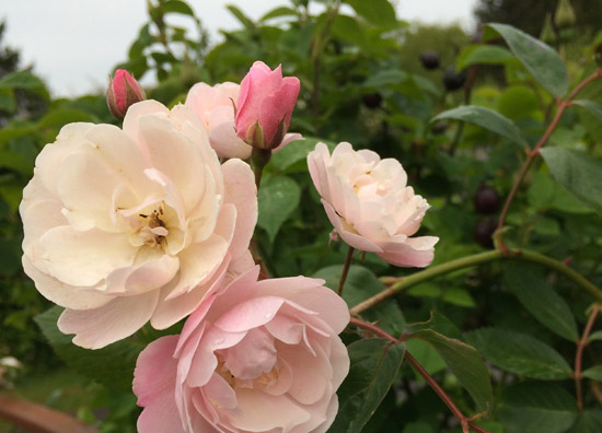 Rosa-Cepcor