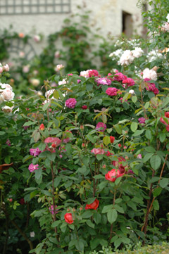 FilRoses Buisson