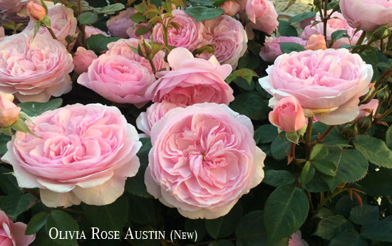 Rosa-Olivia-Rose-Austin