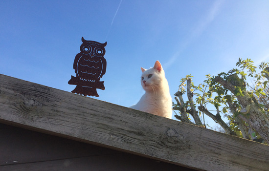 Chat blanc Pepiniere