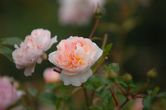 Rosier FilRoses