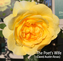 The Poets Wife