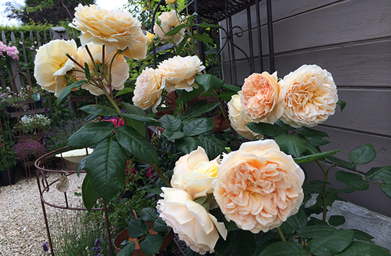 Crown Princess Margaretha Rose