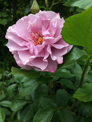 Odyssey Rose